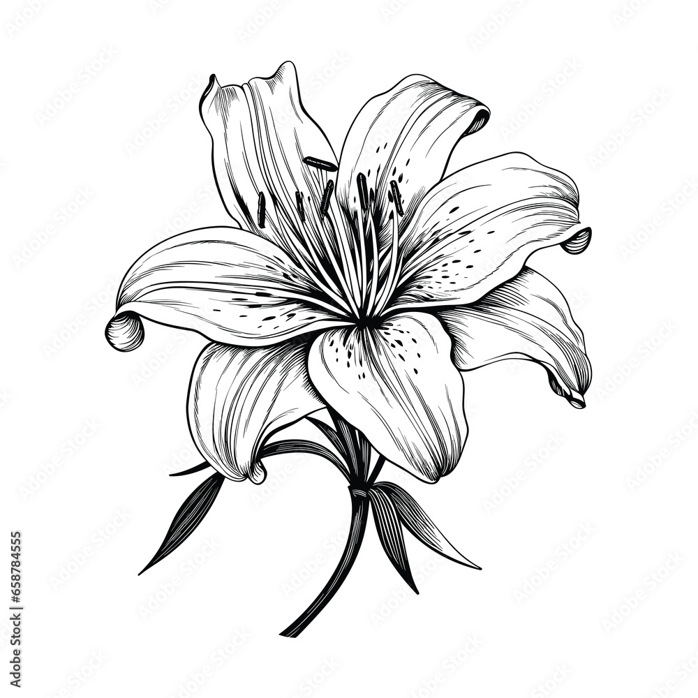 Fototapeta premium Hand Drawn Sketch Lily Flower Illustration 