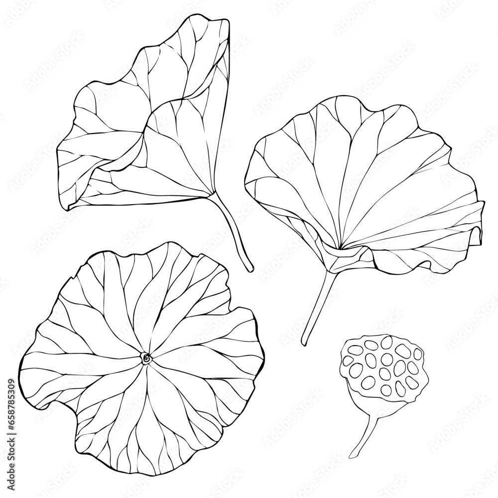 Set of vector hand drawn lotus flowers and buds, huge leaves, black ...
