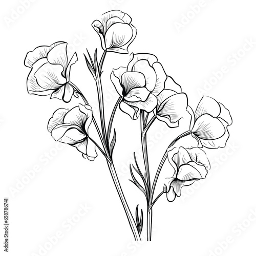 Hand Drawn Sketch Sweet Pea Flower Illustration
