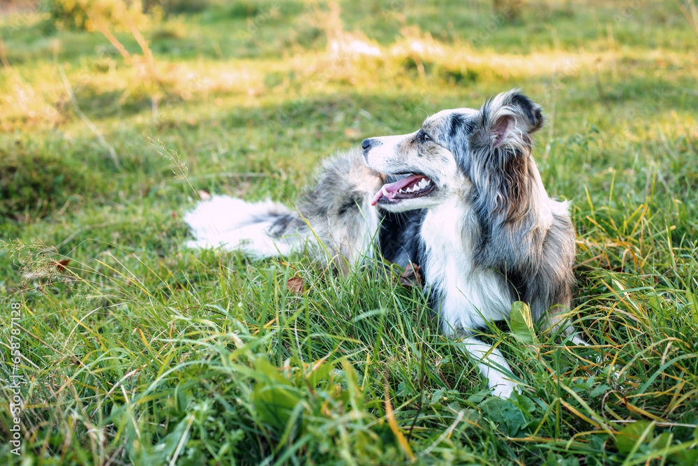 Fototapeta premium dog training. Playing with a dog. Border Collie. The dog follows commands