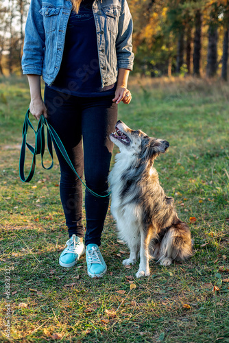 dog training. Playing with a dog. Border Collie. The dog follows commands