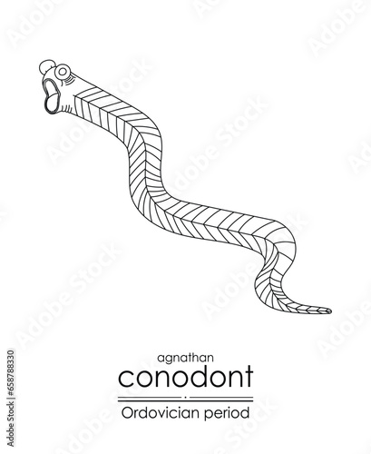 Conodont an Ordovician period jawless vertebrate, is well-suited for both coloring and educational purposes in a black and white line art illustration photo