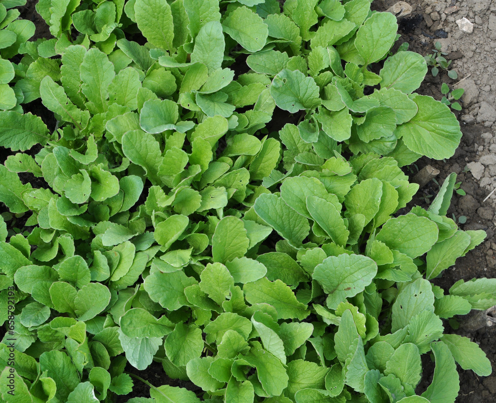 Seedlings of early radish Seedlings of early radish