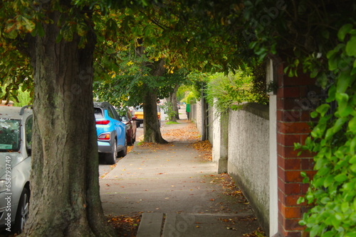 Photography A photo of a long, narrow path with overhanging trees.