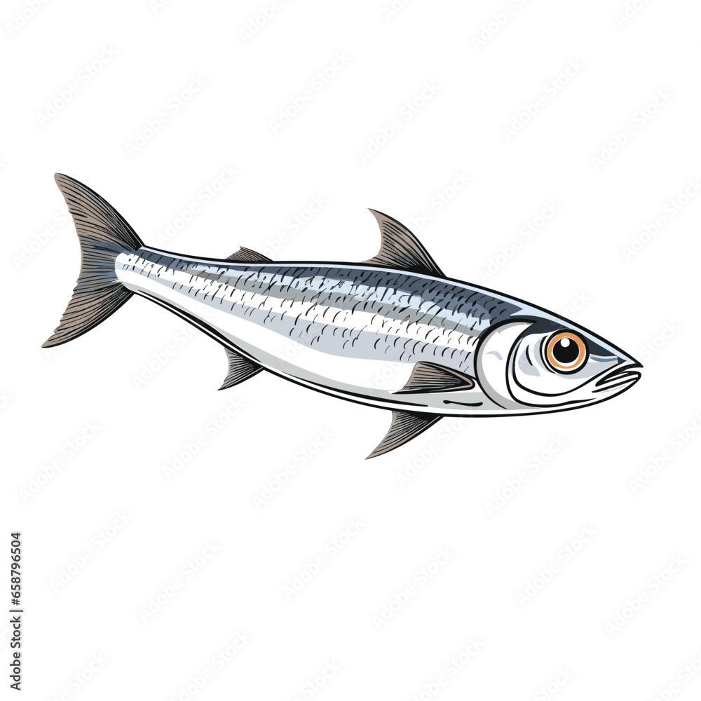 Fototapeta premium Hand Drawn Sketch Anchovy Fish Illustration 