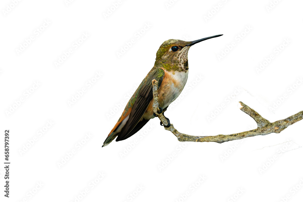 Fototapeta premium Rufous Hummingbird (Selasphorus rufus) Photo, Perched on a Transparent Background