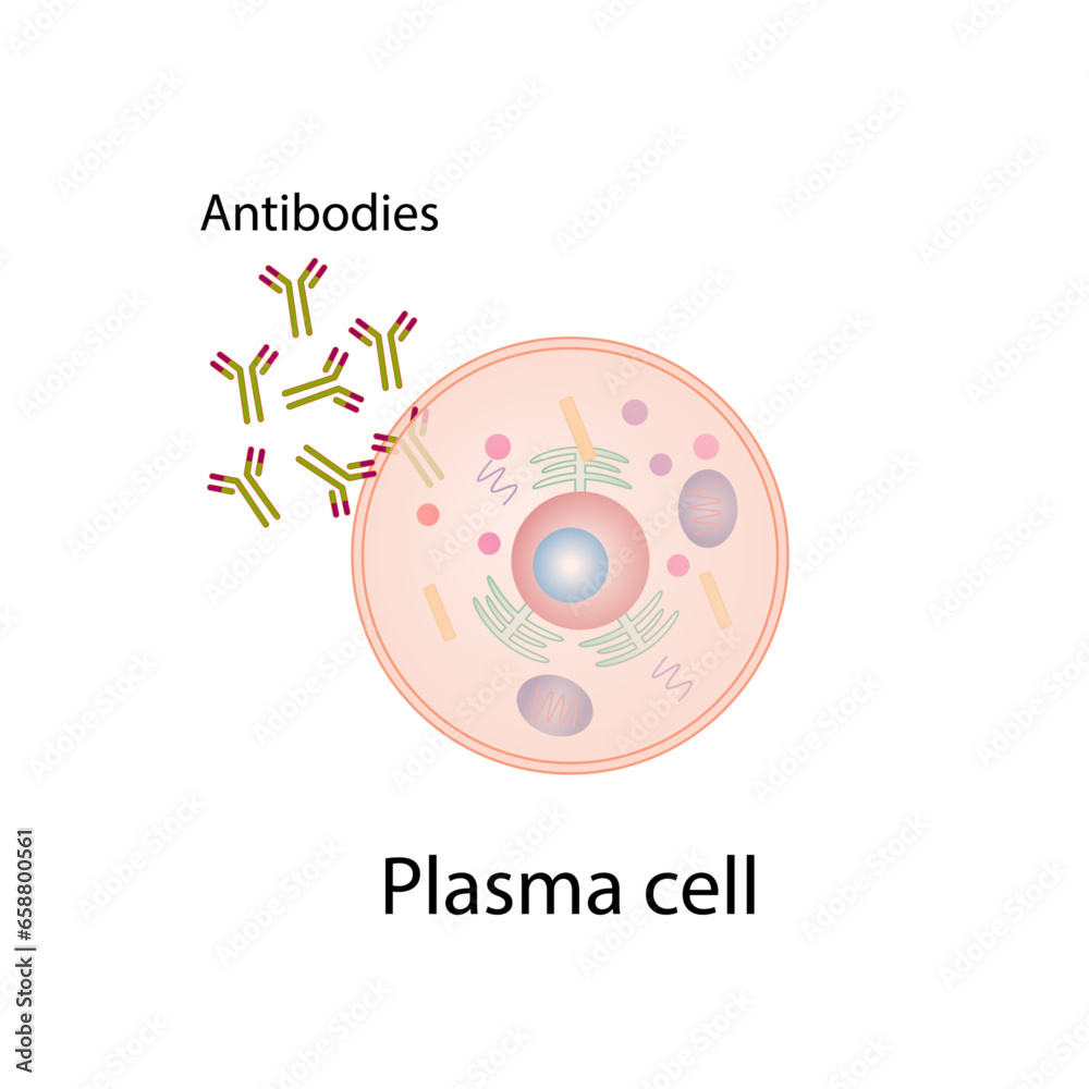 Plasma cell, Bcell leukocytes, B lymphocytes. B cell differentiation, antigen stimulation of