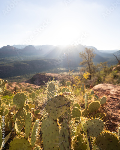 Cactus in the Desert in Sedona, Arizona at Sunrise