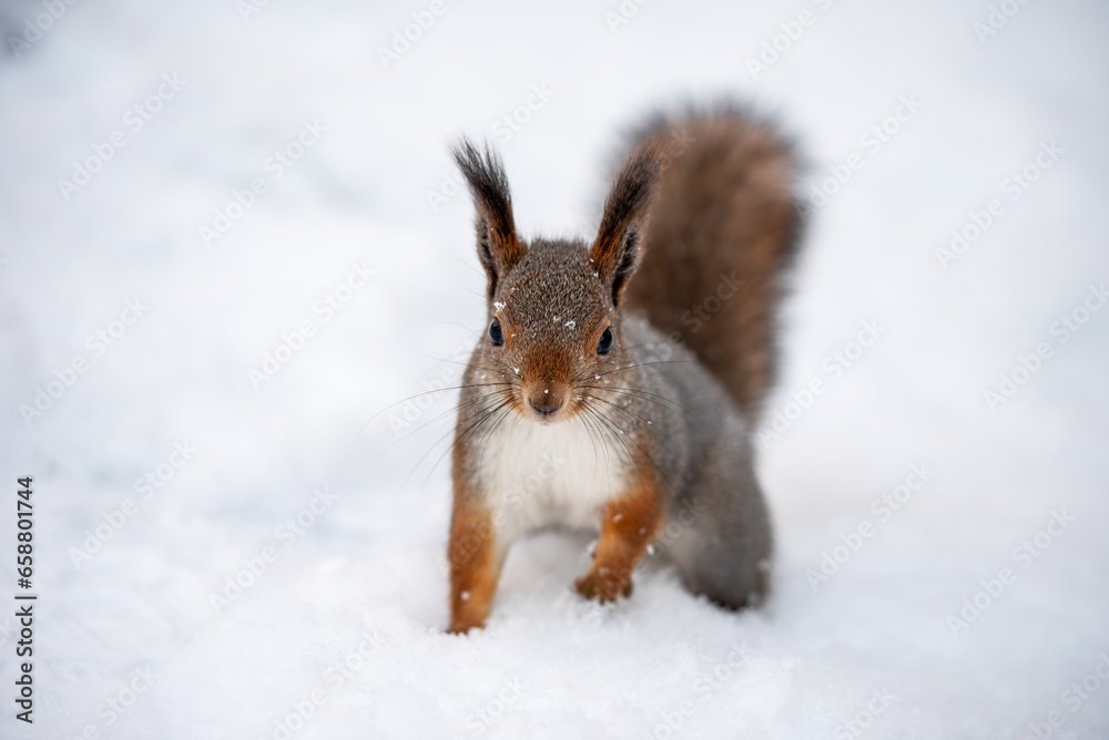 Squirrel sitting on the white snow background in winter grey fur Squirrel sitting on the white snow background in winter grey fur