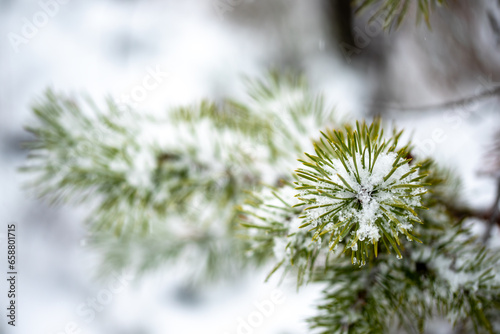 Green pine branches in white snow in winter day