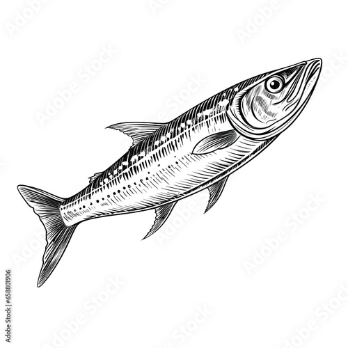 Hand Drawn Sketch Fish Illustration

