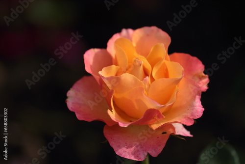 Fototapeta Naklejka Na Ścianę i Meble -  orange rose flower