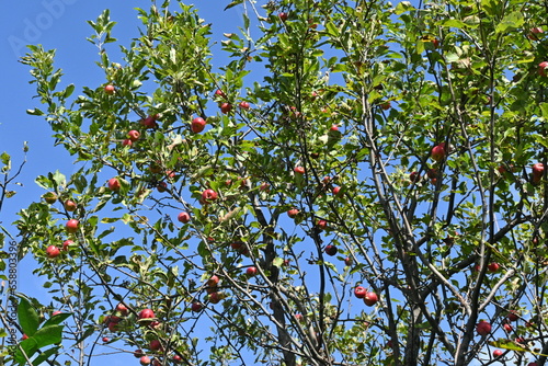 Plum-leaf crabapple / Chinese crabapple ( Malus prunifolia ) fruits. Rosaceae deciduous tree. Even when ripe, the fruit is sour and inedible. Used for bonsai etc. photo