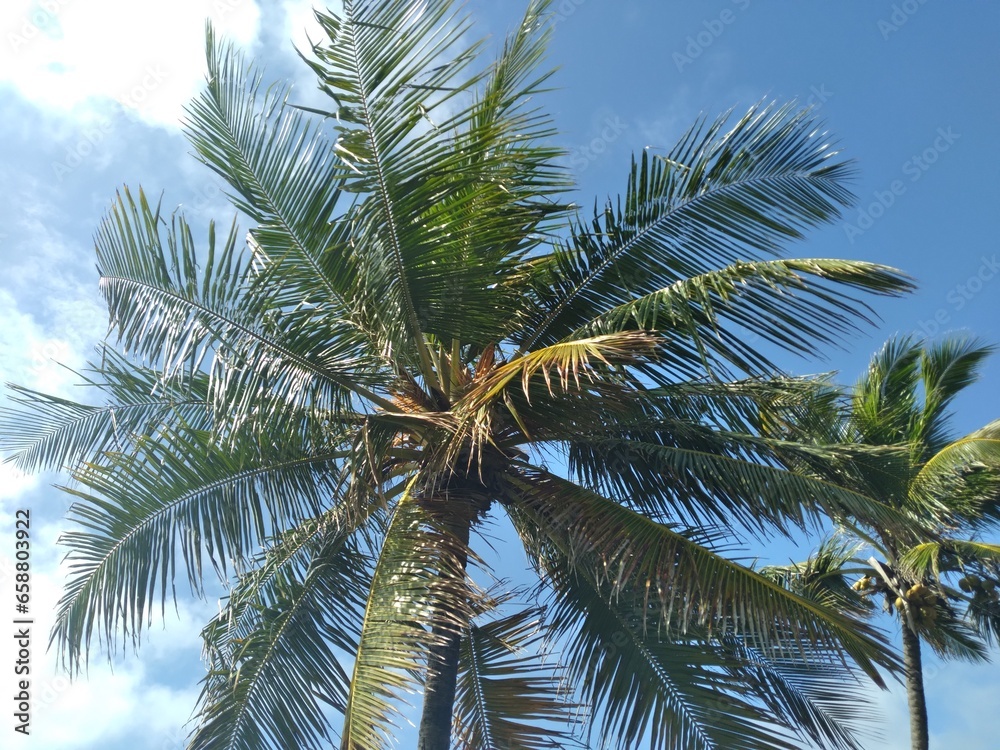 Sunny sky and palm tree