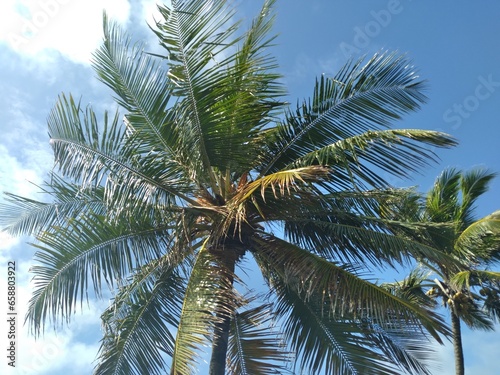 Sunny sky and palm tree