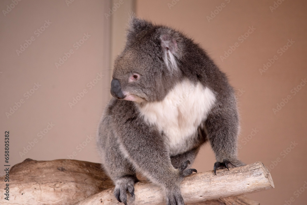 Fototapeta premium the Koala has a large round head, big furry ears and big black nose. Their fur is usually grey-brown in color with white fur on the chest, inner arms, ears and bottom.