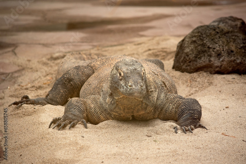 Komodo dragons are large lizards with long tails, strong and agile necks, and sturdy limbs. Adults are an almost-uniform stone color with distinct, large scales.