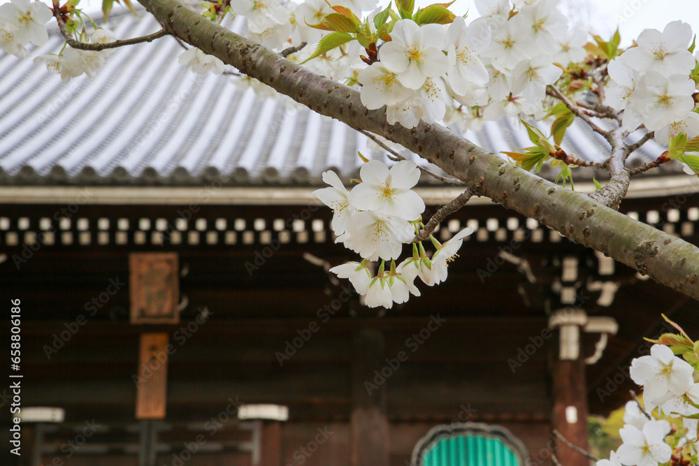 仁和寺境内に咲く桜 仁和寺境内に咲く桜