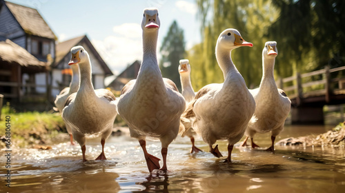 Fotografia Close-up of domestic geese walking along a village street towards a pond