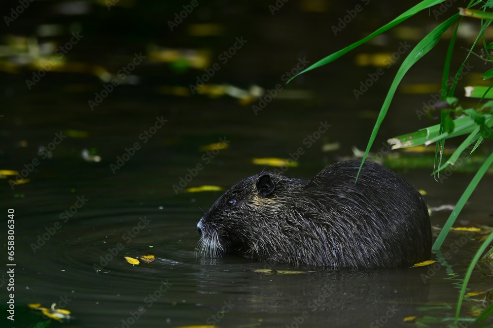 Nutria (Myocastor coypus)