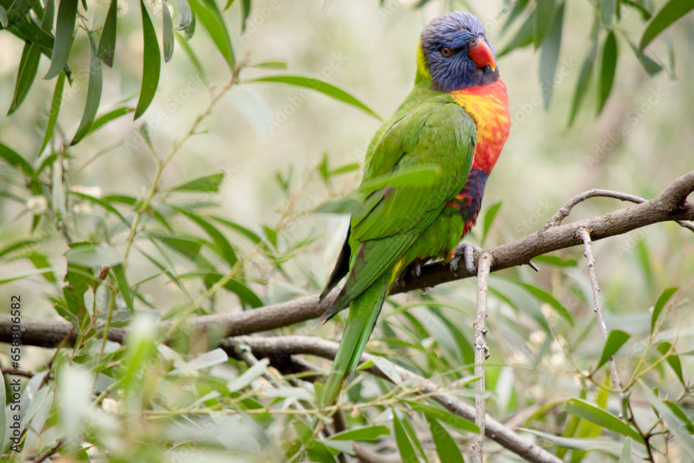 the rainbow lorikeet has a bright yellow-orange/red breast, a mostly violet-blue throat and a yellow-green collar. the rainbow lorikeet has a bright yellow-orange/red breast, a mostly violet-blue throat and a yellow-green collar.