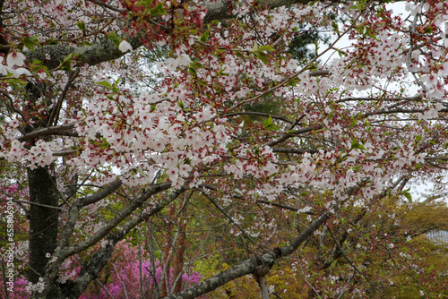 仁和寺境内に咲く桜