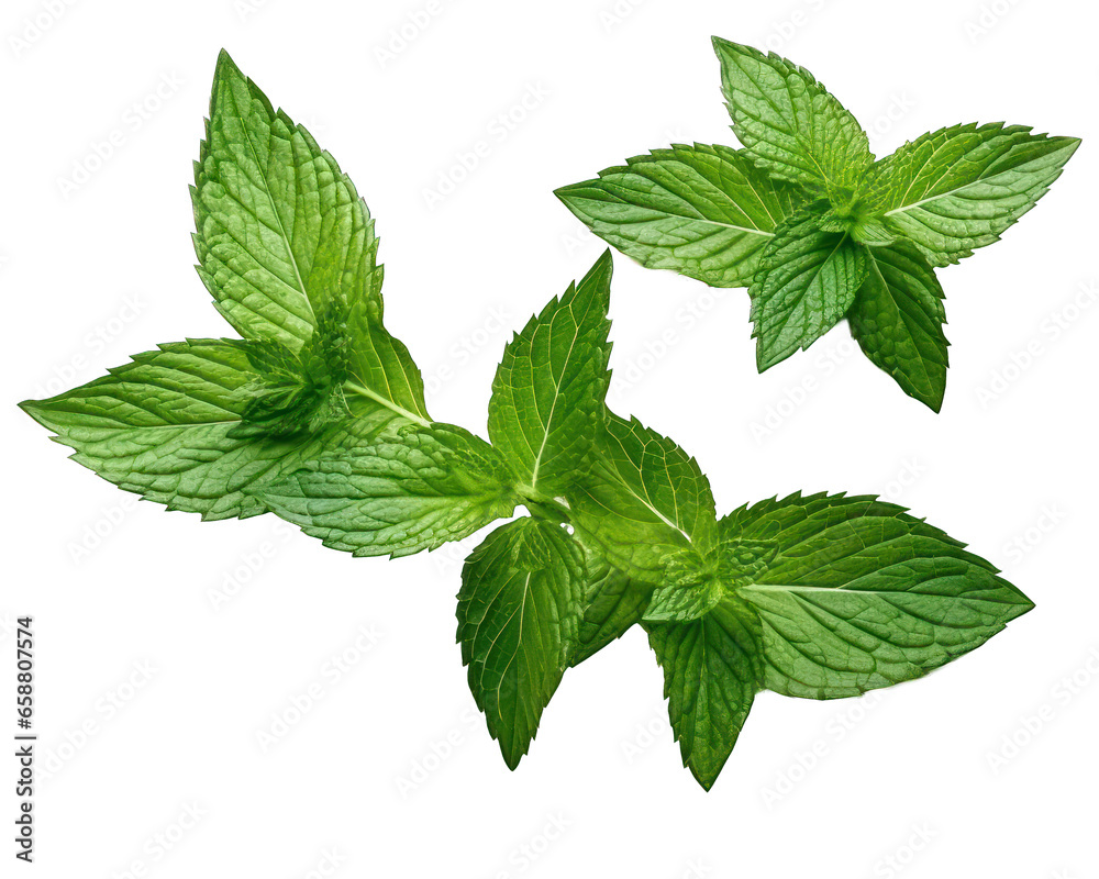 mint leaves isolated mint leaves isolated