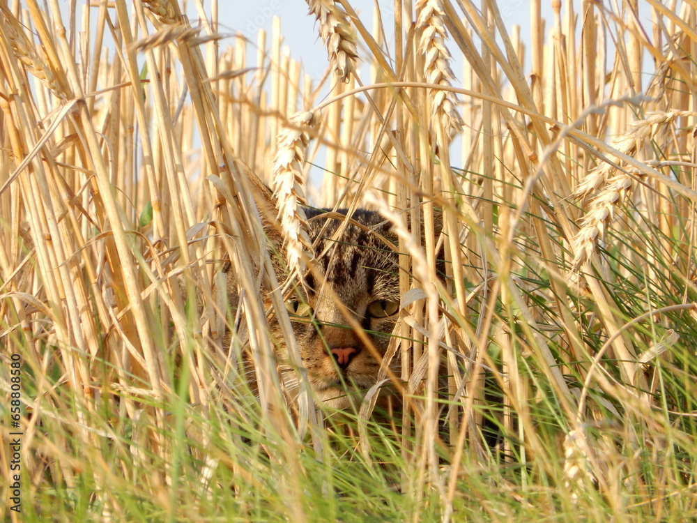 A cat hiding in wheat