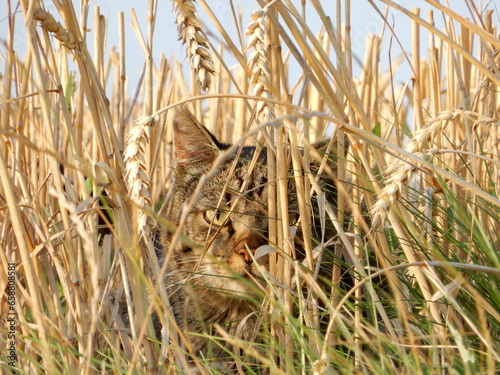 A cat hiding in wheat