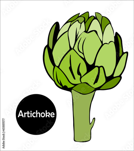 One edible bud with artichoke petals is cut in half. useful plant for healthy diet. vector doodle illustration.
