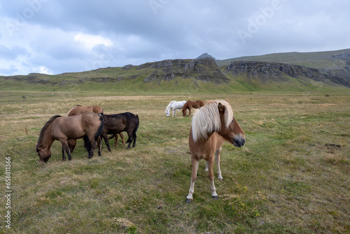 Horses in pasture on Iceland Route 47 with volcanic landscape in background under sunny autumn cloudscape.