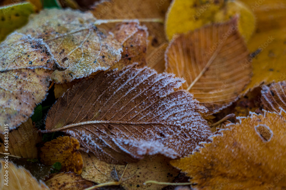 autumn leaves blushing in the ground autumn leaves blushing in the ground