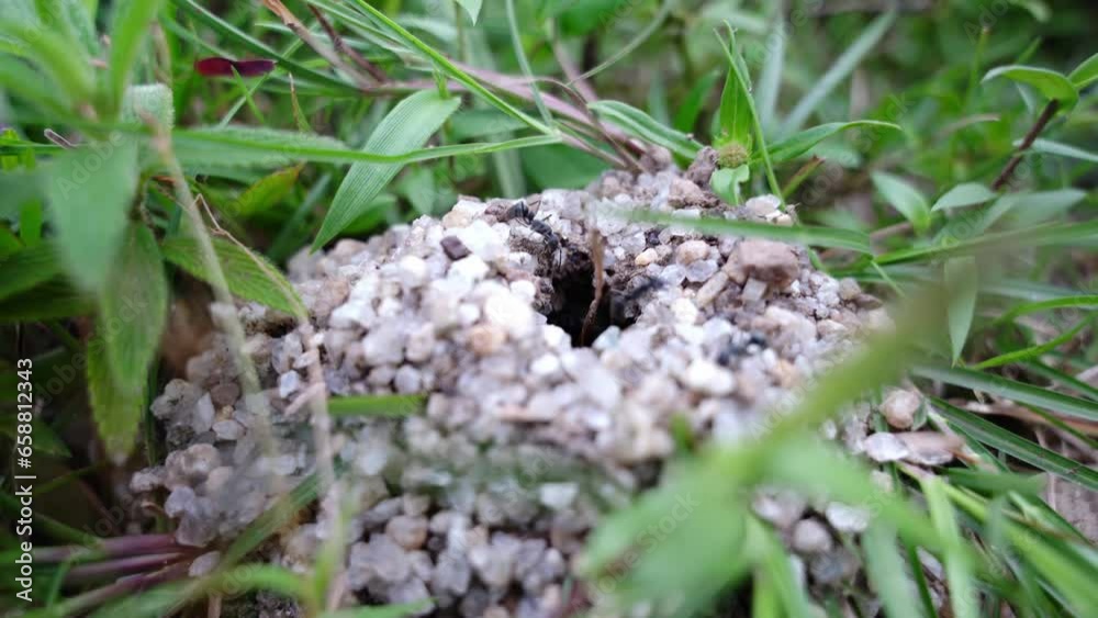 Ant house in the grass Ant house in the grass