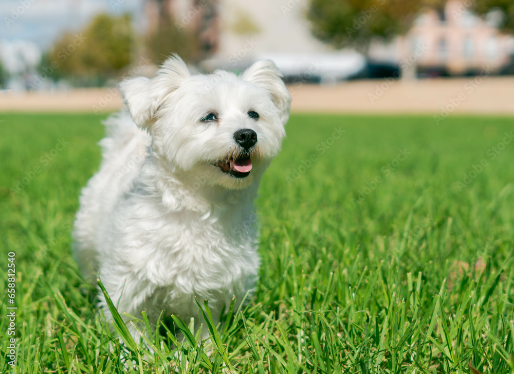 Loyal Canine Companion Resting in Furry Grass