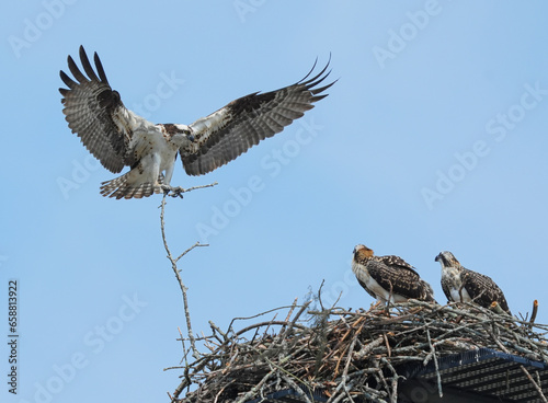 osprey with open wing in flight carrying twig to build nest