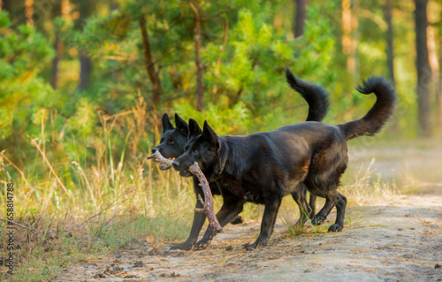 a pair of black shepherd dogs in the forest. two black dogs run and play together in the forest