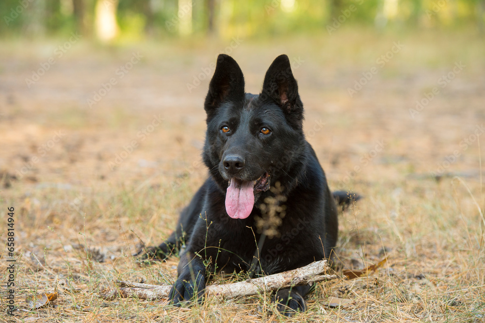 portrait of a black shepherd dog in the forest