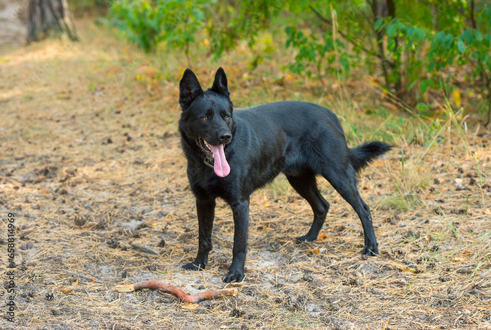 portrait of a black shepherd dog in the forest portrait of a black shepherd dog in the forest