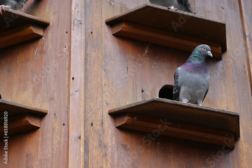 Dovecote in the Park of Würzburg, Bavaria, Germany. Gray doves are sitting on the shelves of pigeon house. Spring sky on the background. Copy Space