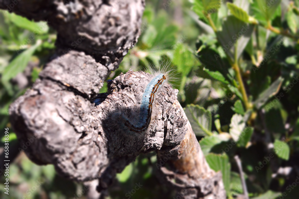 Obraz premium blue caterpillar