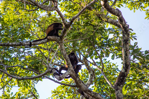 howler monkey photo