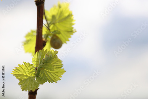 Closeup view of early Spring leaves and buds growth on Julius Spital Vines in Würzburg, Franconia, Bavaria, Germany. Bokeh. Selective focus. Copy Space. Background photo