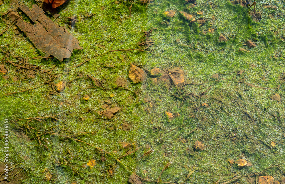 Fototapeta premium Unique green nature and water background