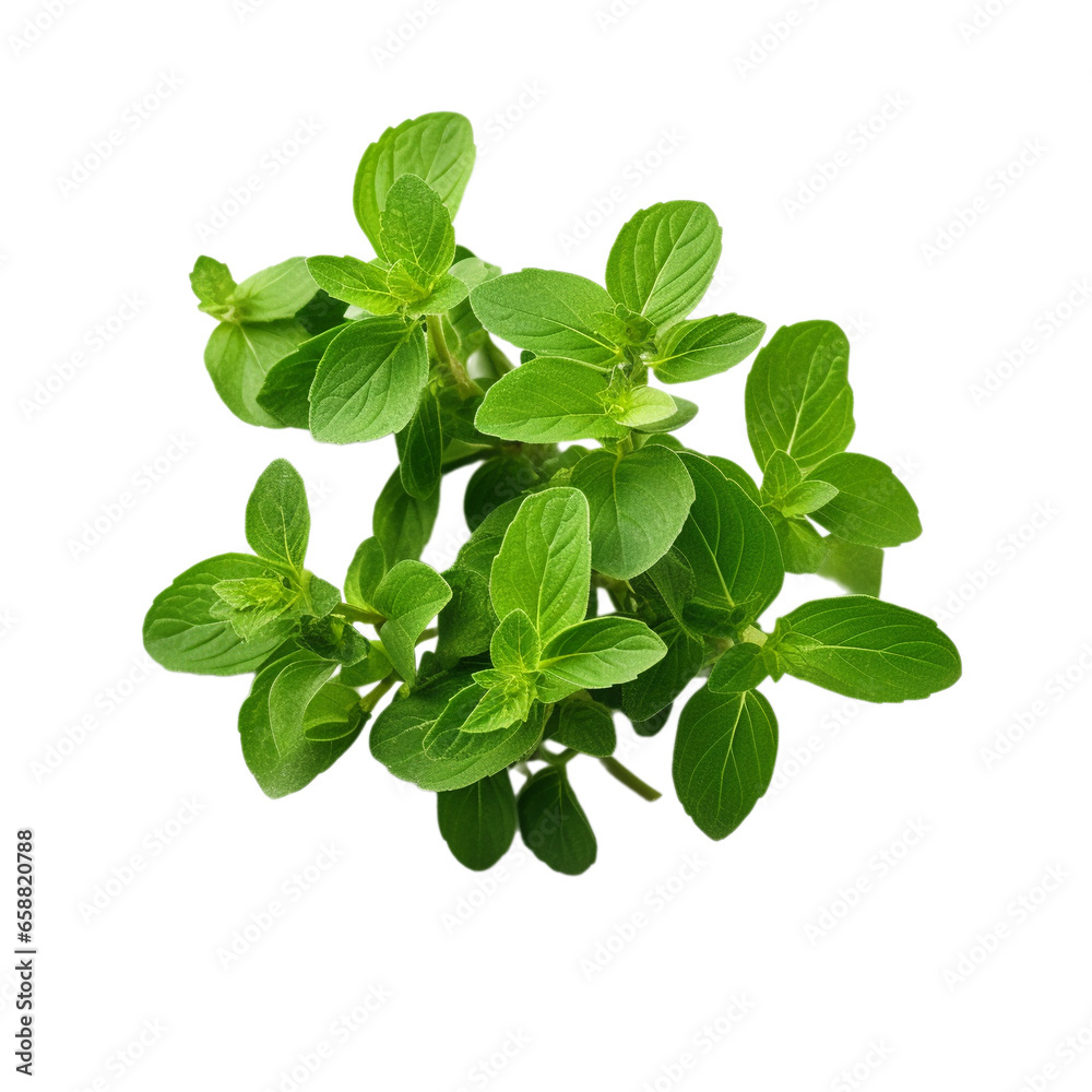 fresh oregano isolated on white background, ai generated fresh oregano isolated on white background, ai generated