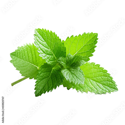 fresh lemon balm isolated on white background, ai generated