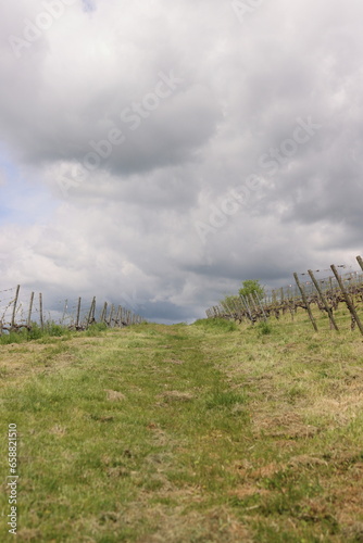 Scenic view of the road going up between  vineyard rays in the grape field.  Cloudy sky. W  rzburg  Franconia  Germany. Background  wallpaper