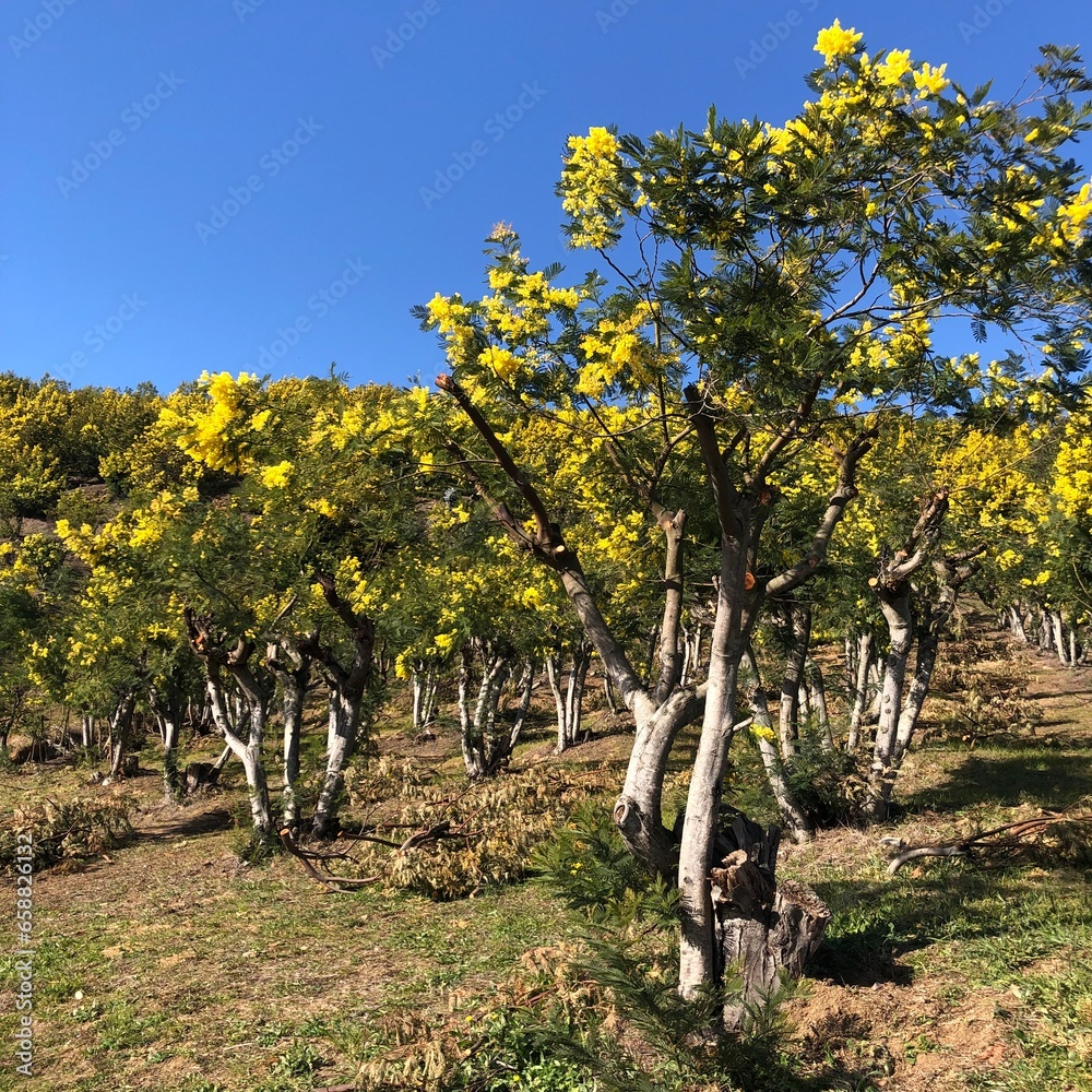 French mimosa plantation