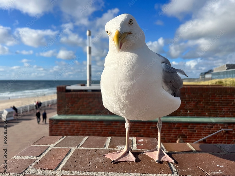 Fototapeta premium seagull on the pier