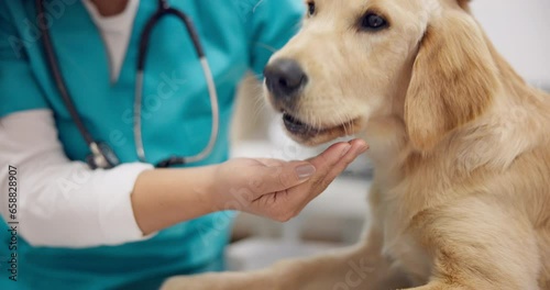 Woman vet, hand and dog eating on table for consultation, medical advice and pet care insurance. Doctor, female veterinarian and Labrador at hospital for professional help, check up and animal clinic