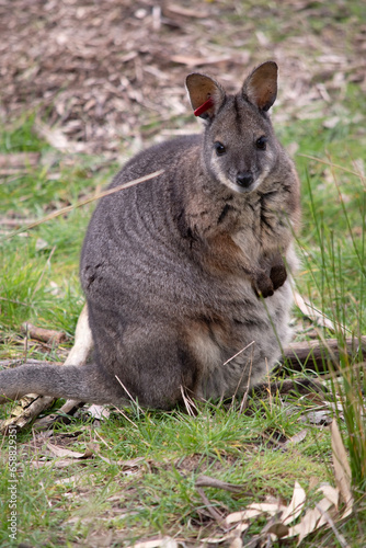 Fototapeta Naklejka Na Ścianę i Meble -  the tammar wallaby  has dark greyish upperparts with a paler underside and rufous-coloured sides and limbs. The tammar wallaby has white stripes on its face.